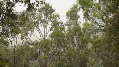 australian native bushland in lamington, scenic rim under gentle rain and wind