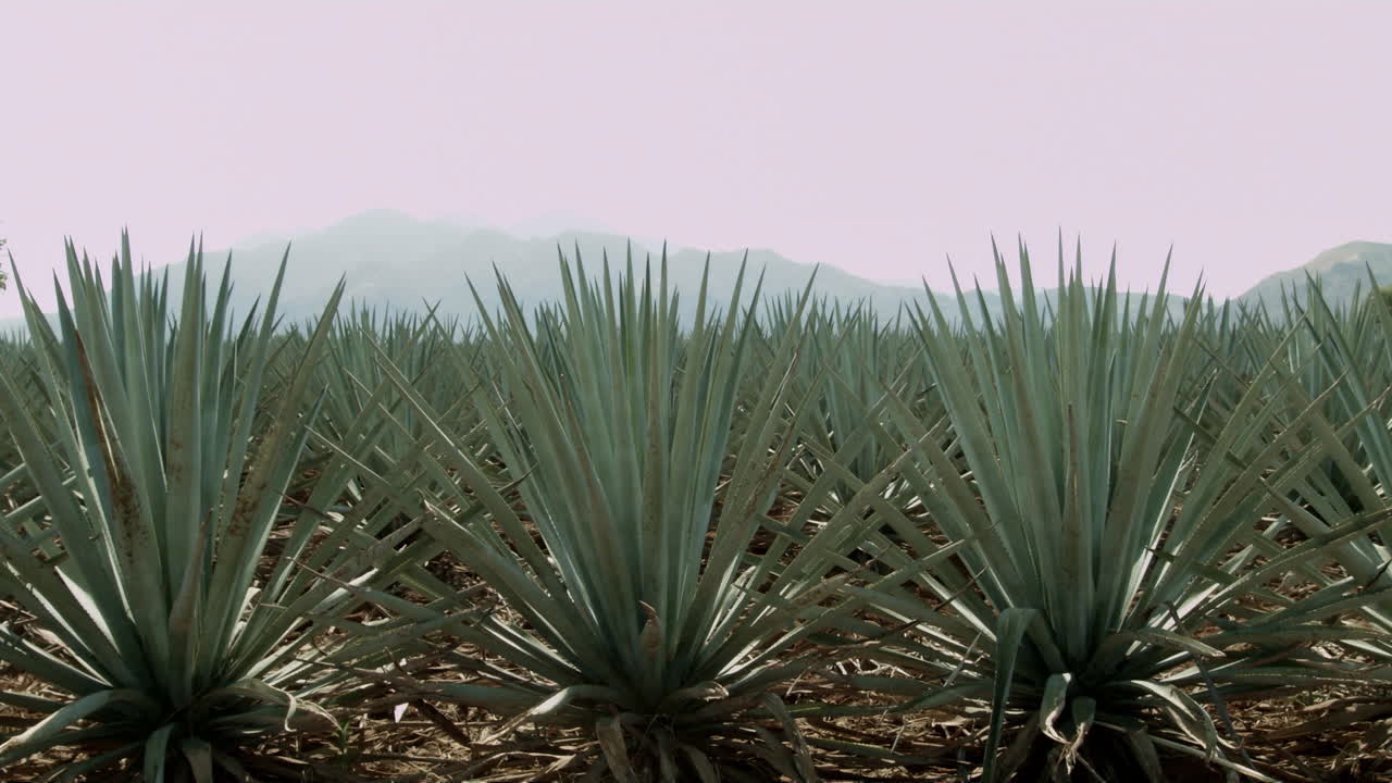 montar a caballo en campos de agave y entre las montañas en la ciudad de tequila, jalisco, méxico
