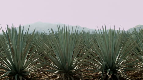 montar a caballo en campos de agave y entre las montañas en la ciudad de tequila, jalisco, méxico