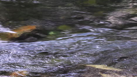 river b-roll: shallow clear stream flows quickly over riverbed rocks