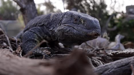 black throated monitor lizard flicking tongue depth of field with foreground blur slomo