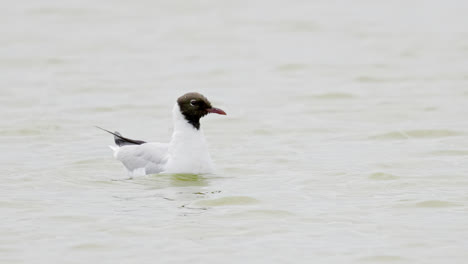 gaviota de cabeza negra en las aguas costeras, pantanos de lincolnshire, reino unido