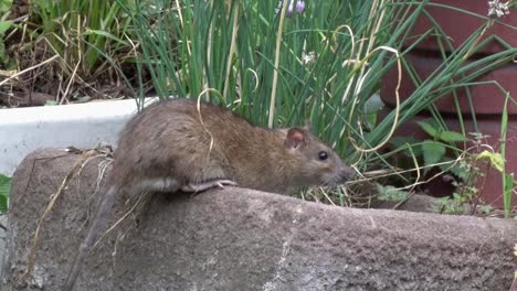 a norwegian rat, rattus norvegicus, also known as a norway or brown rat