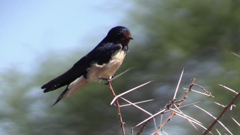 barn-swallow-on-a-thorny-bush-in-African-landscape,-cleaning-plumage,-side-view,-close-up-shot-with-blue-sky-and-green-in-background