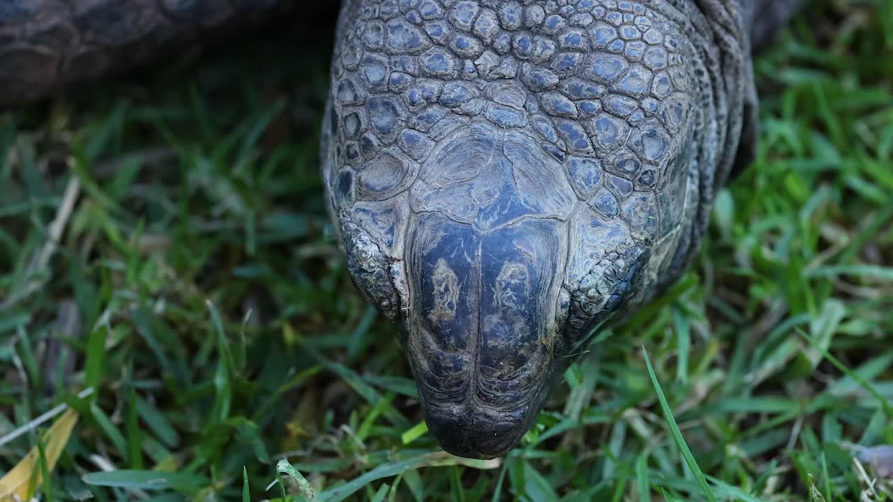 tortuga comiendo hierba en melbourne
