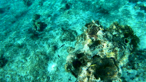 fishes-in-blue-tropical-ocean-colorful-underwater-seascape-with-fishes-moving-Reef-coral-scene-|-turquoise-underwater-with-clear-view-of-coral-reef-in-Caribbean-Sea