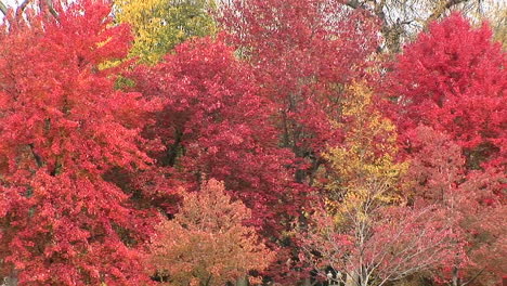 trees in full fall colors