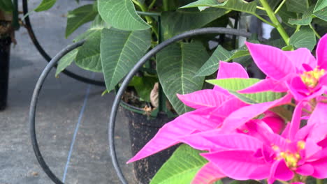 pink poinsettia plants