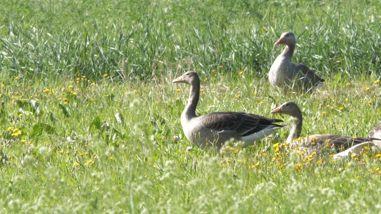 hermoso pájaro de ganso en un prado verde vibrante, vista estática
