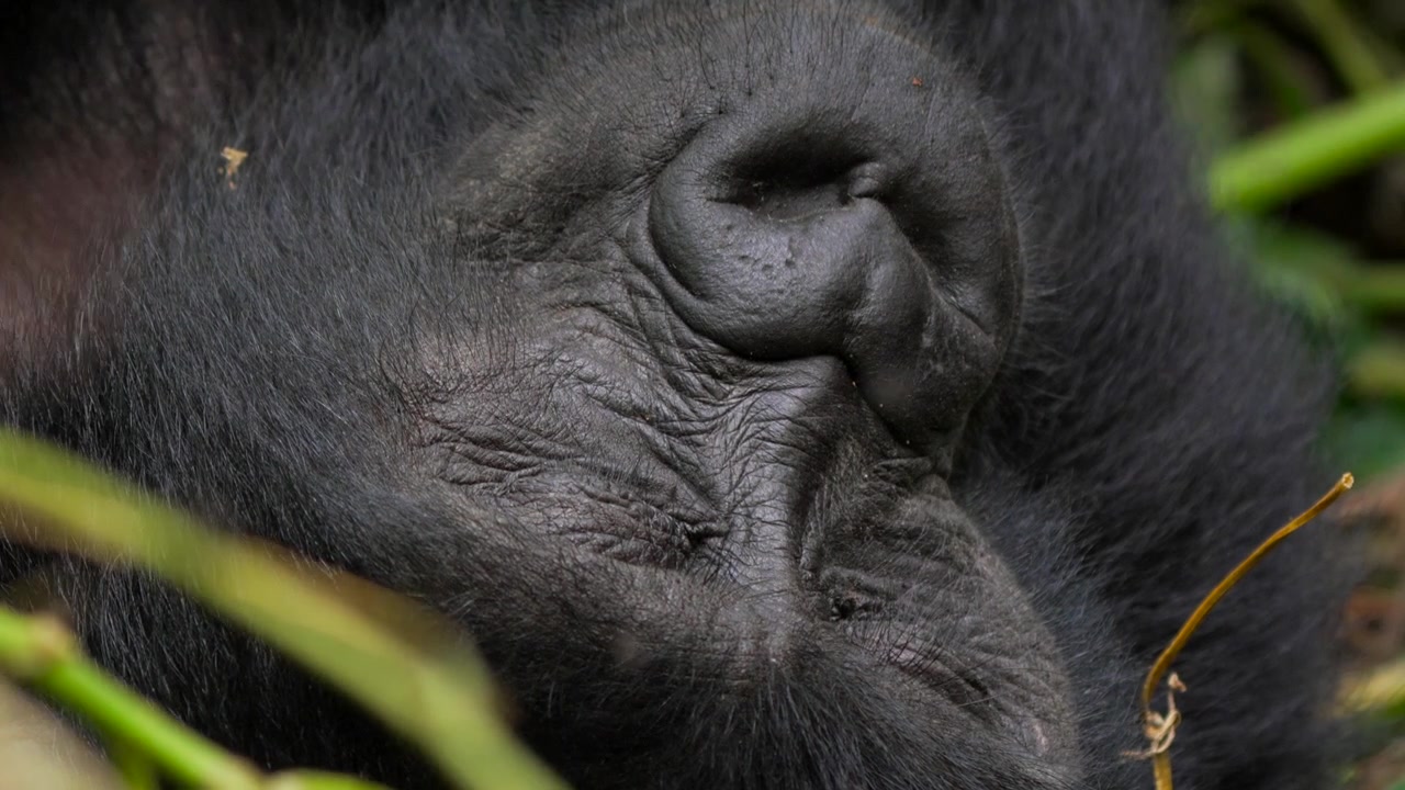 Bjerggorillababy sover i junglen. Nærbillede af ansigtet