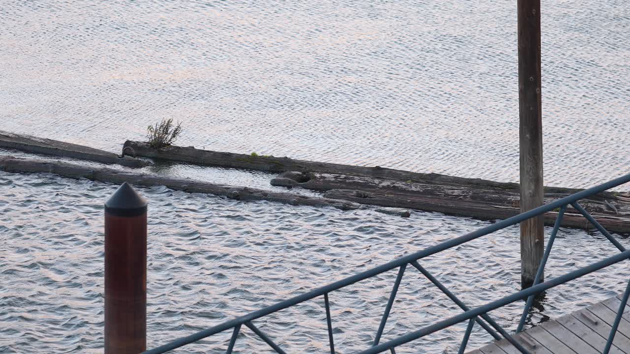 Pier lookout over floating wood logs on waving rippled river water