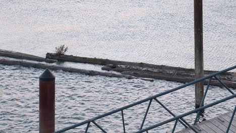 Pier-lookout-over-floating-wood-logs-on-waving-rippled-river-water