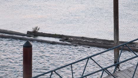 pier lookout over floating wood logs on waving rippled river water