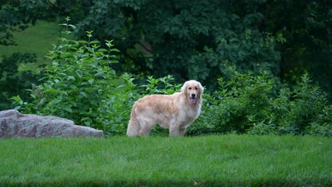 erwachsener golden retriever steht draußen im großen garten