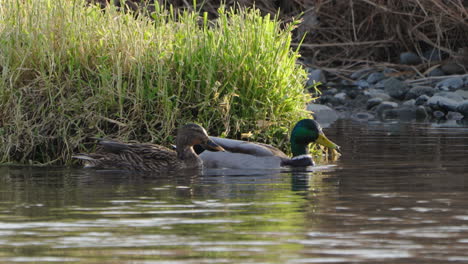 Pair-Of-Mallard-Ducks-Swimming-In-Futakotamagawa-River,-Tokyo,-Japan-During-Daytime---close-up-shot