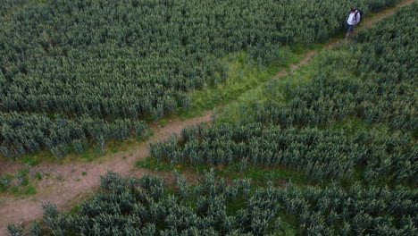 un hombre que camina a través de un campo de cultivo de trigo a lo largo de un sendero público en una granja en el campo de worcestershire, inglaterra