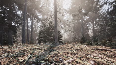 Autumn-pine-forest-on-a-foggy-morning