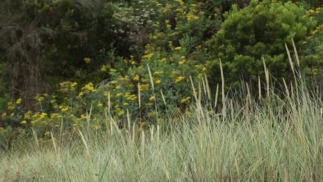 wild grasses sitting high on the top of the sandy beach, drifting slightly in the calming winds