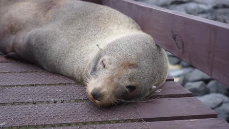 SLOWMO---Lying-seal-with-a-rocky-beach-and-ocean-in-the-background---CLOSE-UP