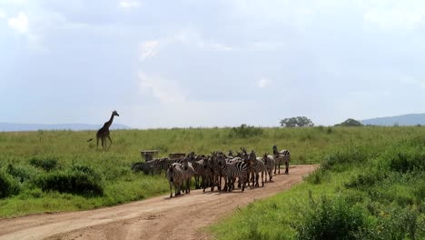 manada de cebras en un camino de tierra y jirafa caminando detrás