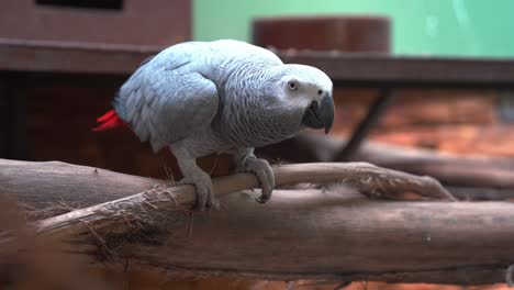 loro gris africano, psittacus erithacus posado en un tronco de madera, inclinándose hacia adelante, preguntándose y mirando directamente a la cámara, tiro de cerca de la vida silvestre