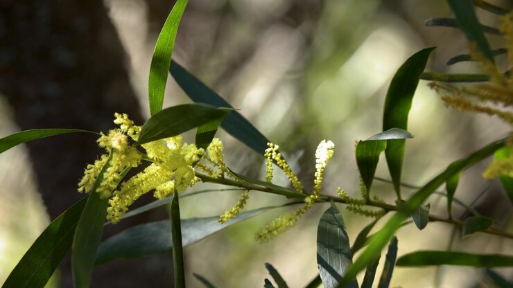 Close-up of yellow acacia blossoms swaying gently in bright sunlight within the Blue Mountains, Australia.