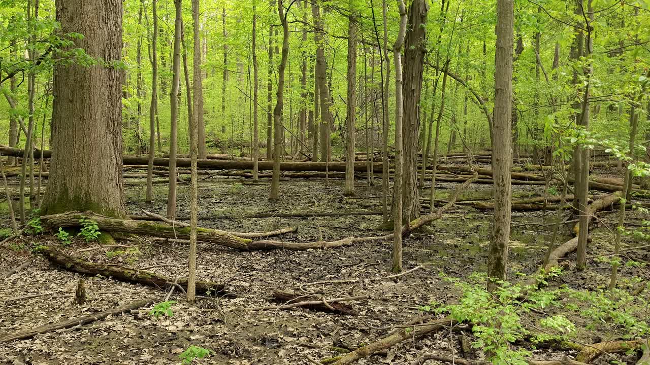 giorno luminoso e soleggiato e piscine primaverili nella foresta di legno duro, nel sud del michigan, stati uniti