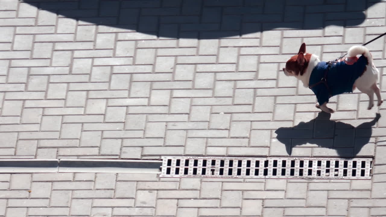 A cheerful small dog in a blue jacket trots along a sunlit sidewalk, its shadow visible on the pavement
