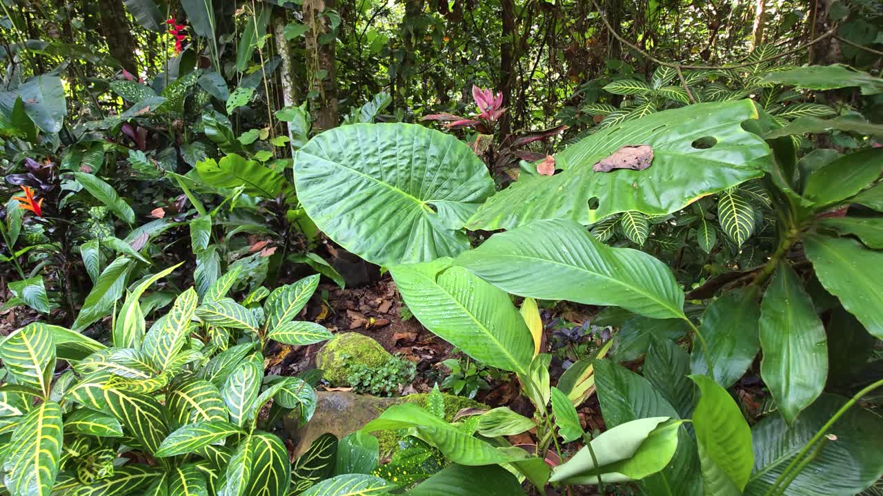 Lush green tropical foliage thrives in the dense forest environment of Mari Mari Cultural Village near Kota Kinabalu, Malaysia, showcasing vibrant nature