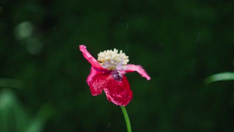 opium poppy closeup during rainy day, water drops falling on petals, slomo