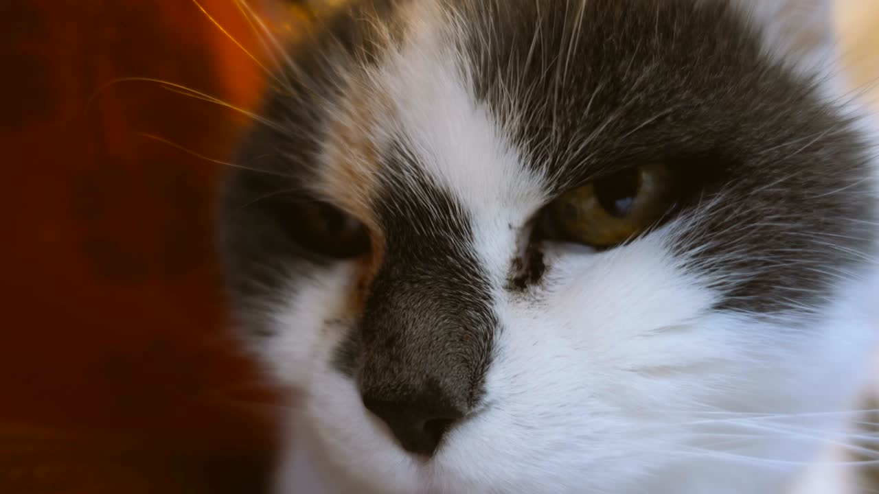 귀여운 집안의 은 고양이의 근접