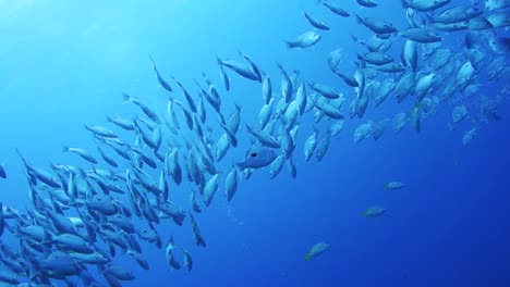 one-spot snapper school moves swims together in crystal clear ocean