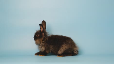 pequeño conejo negro trata de pararse en el fondo de la pantalla azul