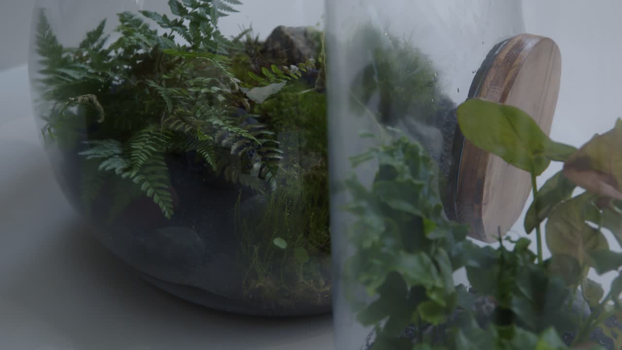 Botanical workshop with the tiny self-sufficient ecosystem in the glass terrarium rack focus close shot