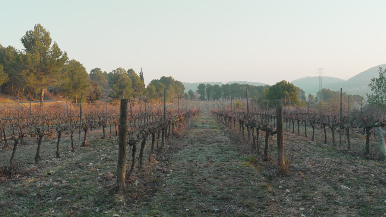 Vigneto rustico in autunno con una luce dorata e alberi sullo sfondo