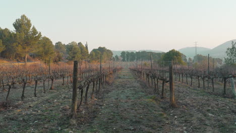 Viñedo-Rústico-Durante-El-Otoño-Con-Una-Luz-Dorada-Y-árboles-En-El-Fondo