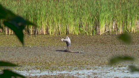 great blue heron on a log in swampy wetland 4k