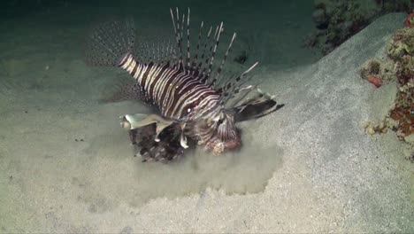 lionfish feeding at night on small reef fish in the red sea