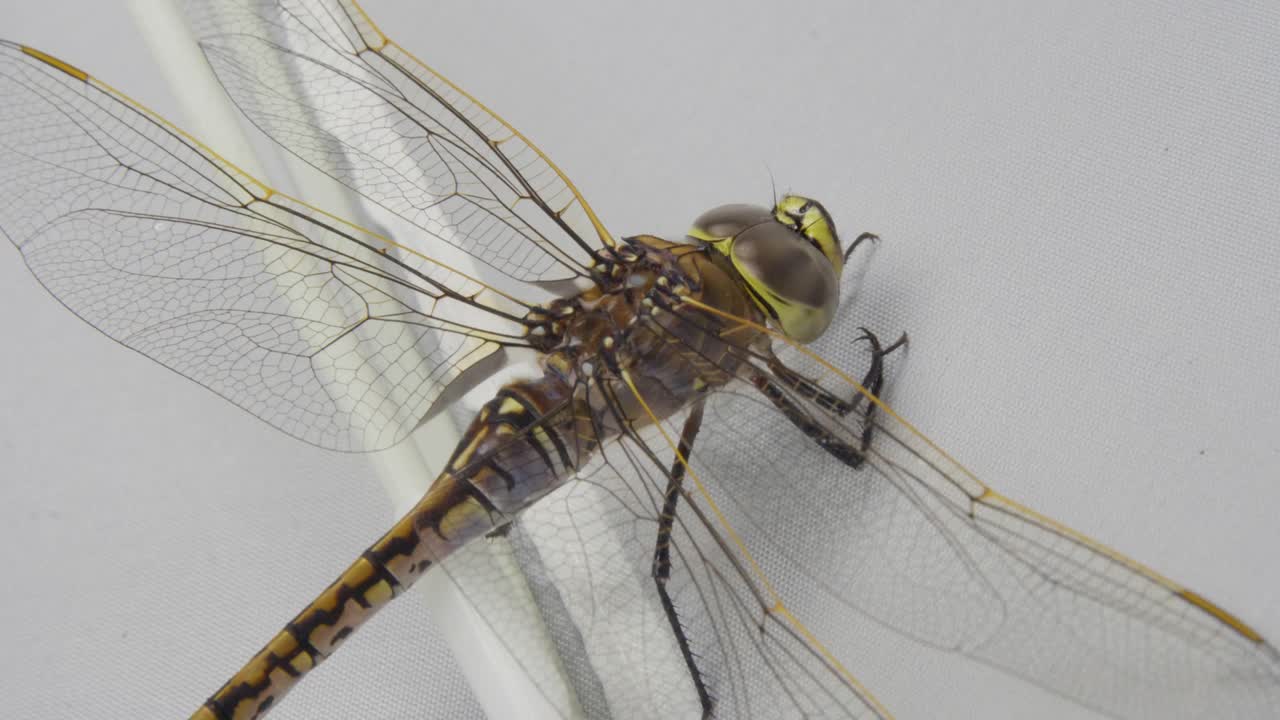 Dragonfly Close-Up