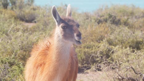 single guanaco mid shot, grazing between small bushes as wind blows its hair, looking around keeping a watch as it chews