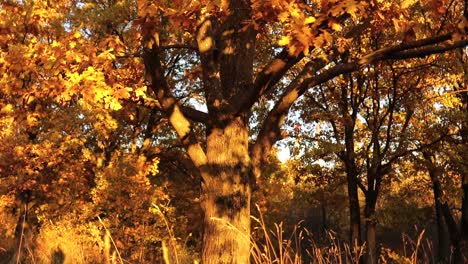 Autumn-oak-leaves.