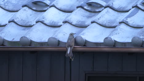 brown-eared bulbul on a roof gutter then fly away