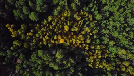 early autumn in forest, aerial top view, mixed forest, green conifers, deciduous trees with yellow leaves, fall colors woodland, nordic forest landscape, wide angle establishing shot dolly left