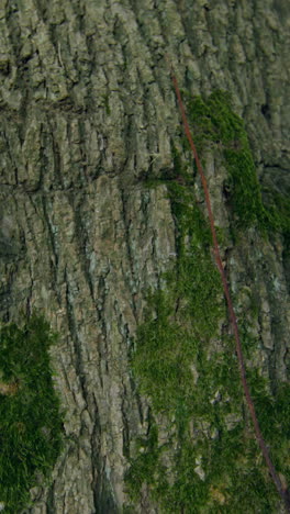 tronco de árbol grueso