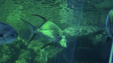 a turtle in a sea life aquarium with over fish and sharks