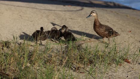 madre pato liderando patitos a lo largo de una playa