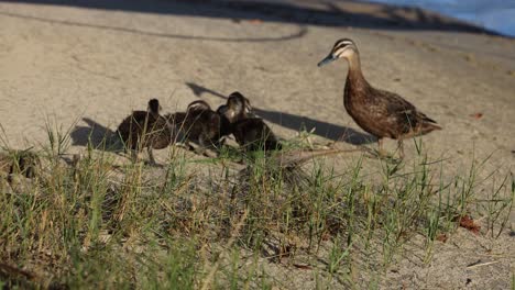 mother duck leading ducklings along a beach