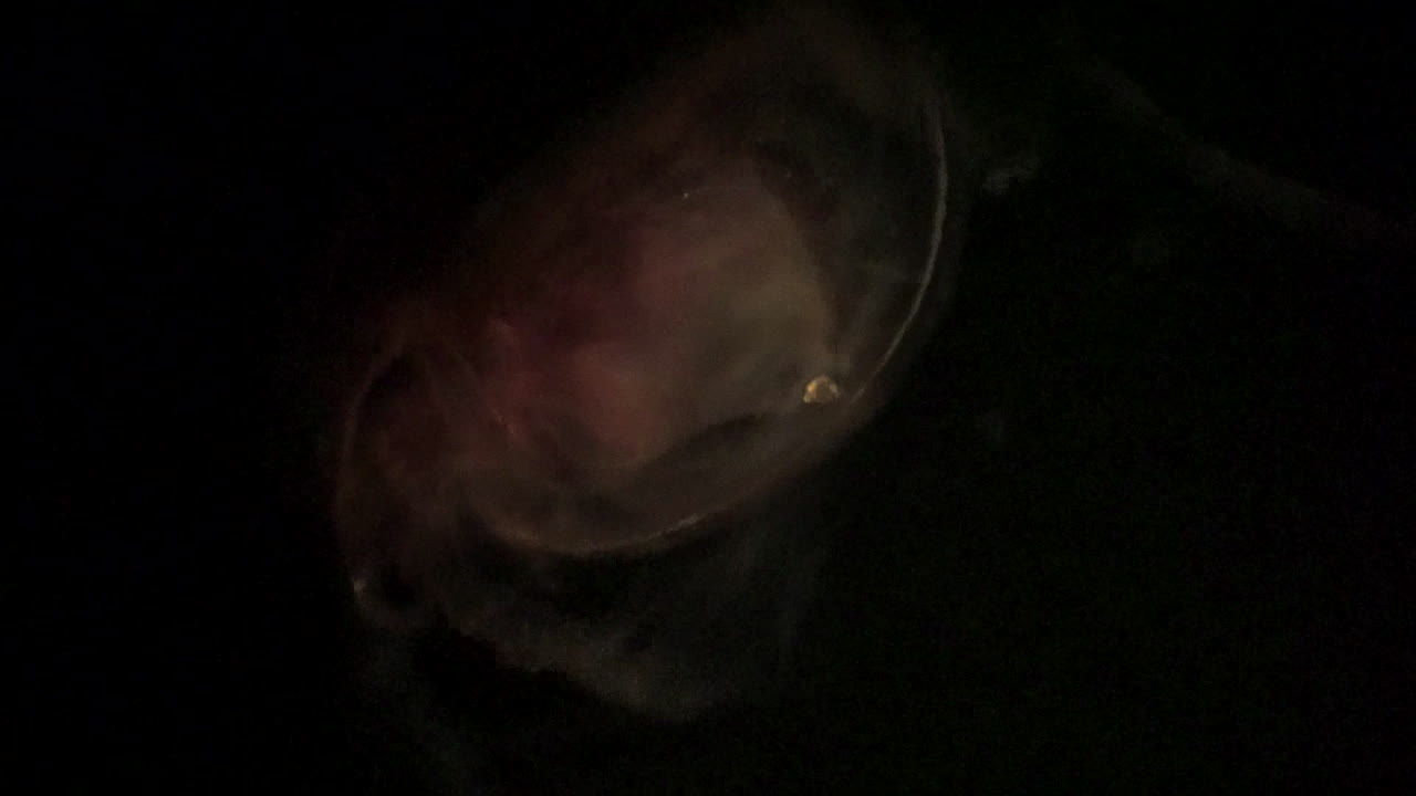 물벼룩인 물벼룩의 현미경 사진