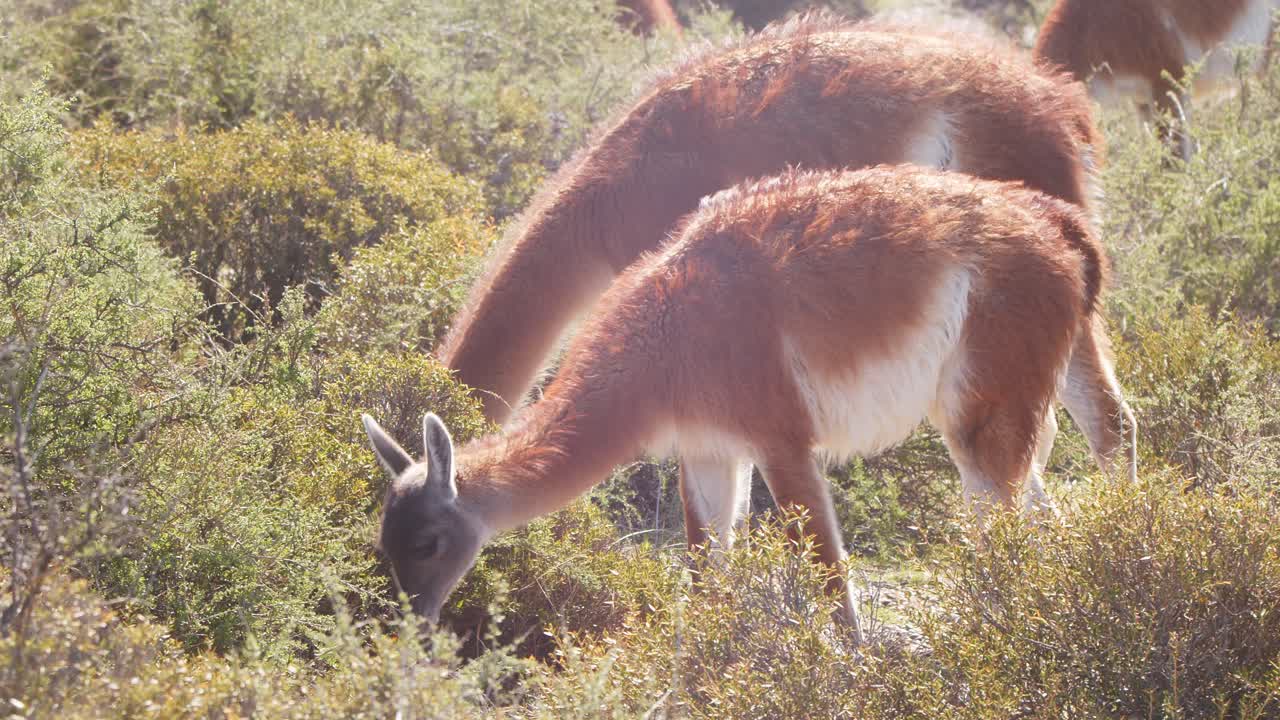 manada de guanacos alimentándose de arbustos espinosos en condiciones de viento en puerto madryn con su piel soplando en la cámara lenta del viento