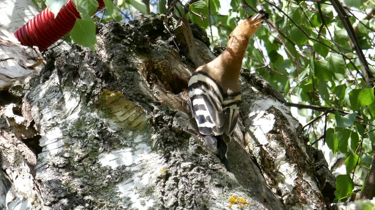 A hoopoe comes with a larvae in his mouth to feed his young